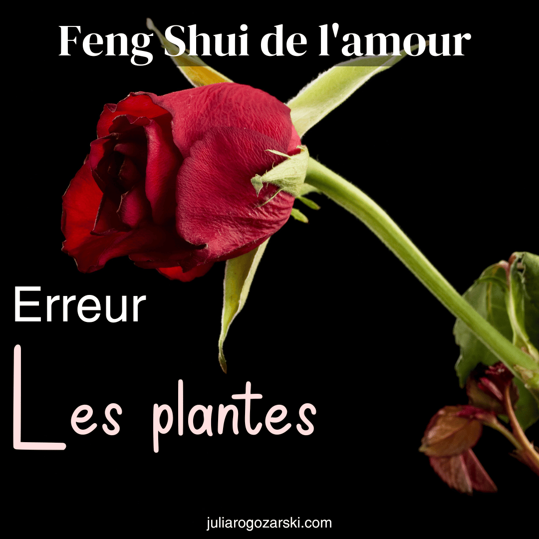 Feng Shui de l’amour – 5 erreurs à éviter. 1 : les plantes